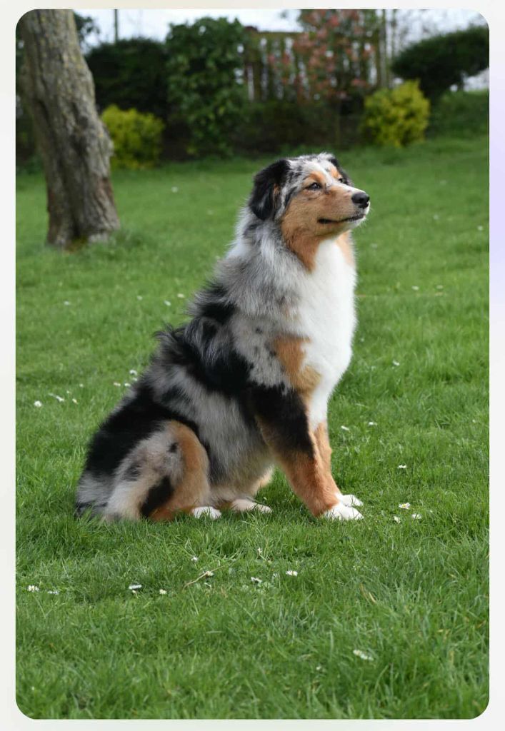 Ulyssia De La Plaine De Roiteleux