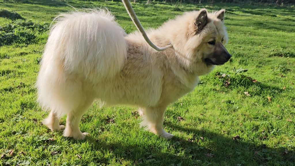 Sajani De La Légende De Gafy