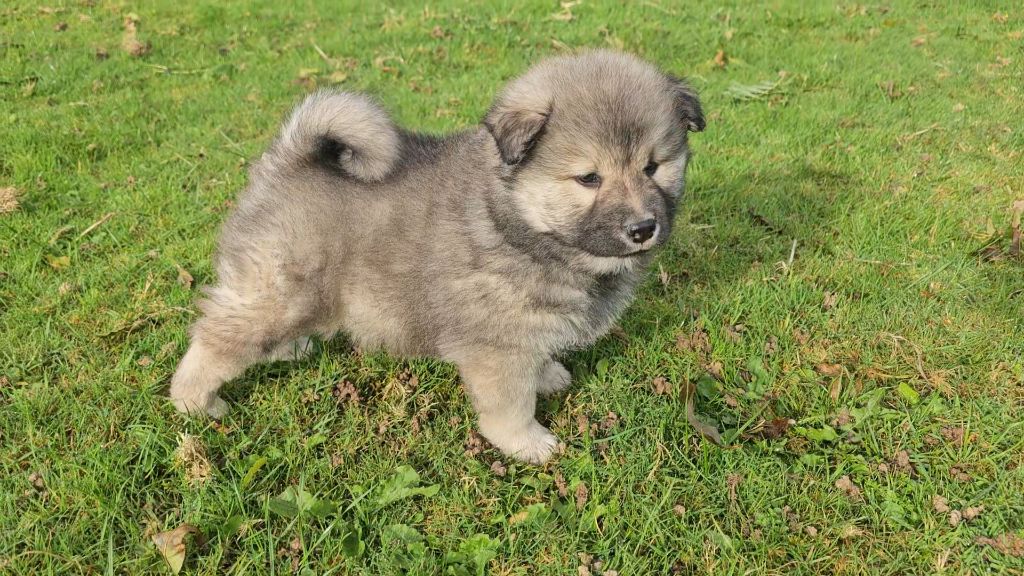 De La Plaine De Roiteleux - Chiots disponibles - Eurasier