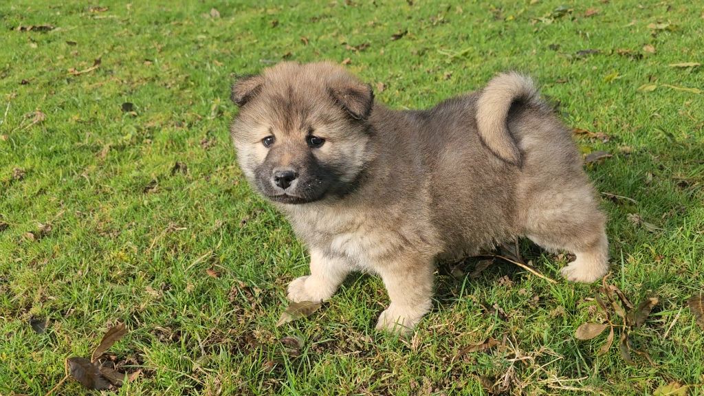 De La Plaine De Roiteleux - Chiots disponibles - Eurasier